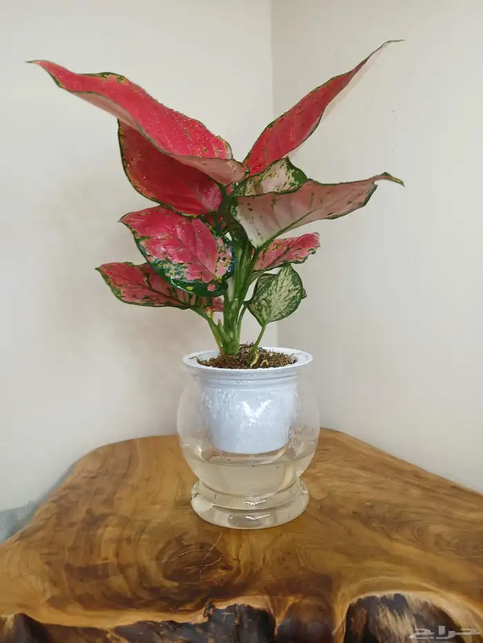 نبتات داخلية زينة طبعيه 13