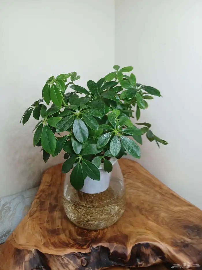 نبتات داخلية زينة طبعيه 4