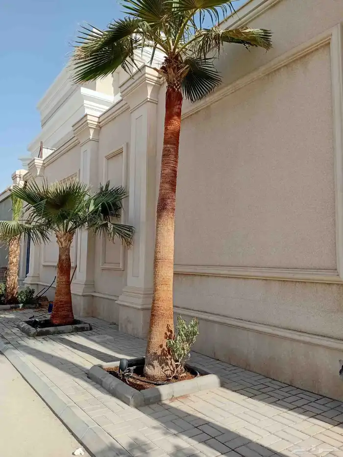 نخل نخيل زينه واشنطني نخل عربي مثمر خلاص برحي سكري شيشي هلال 1
