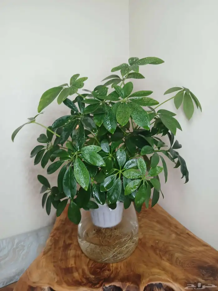 نبتات داخلية زينة طبعيه 1