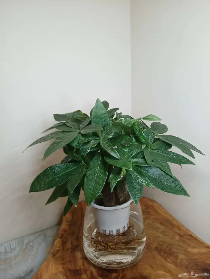 نبتات داخلية زينة طبعيه 8