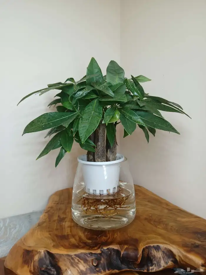 نبتات داخلية زينة طبعيه 9