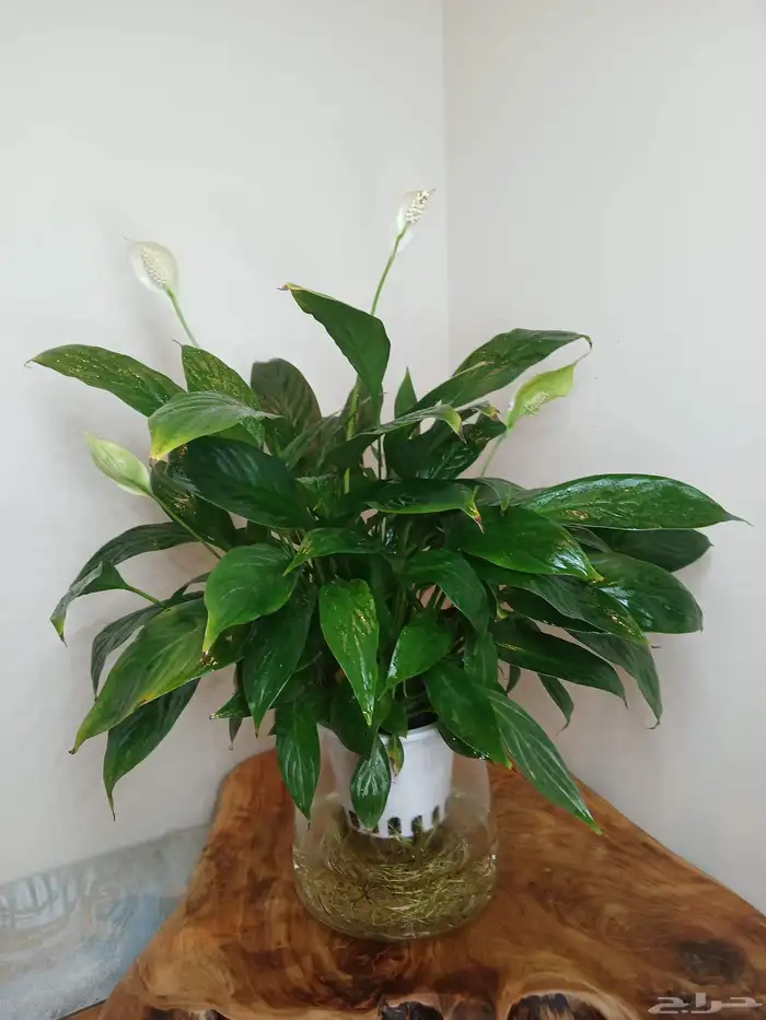 نبتات داخلية زينة طبعيه 2