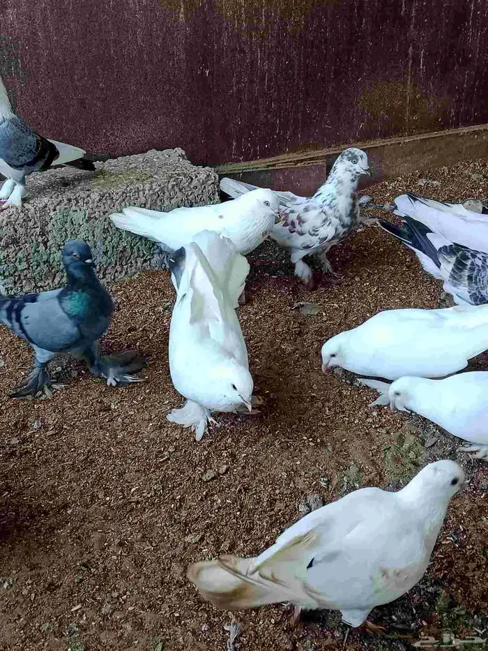 حمام ملبس للبيع 1