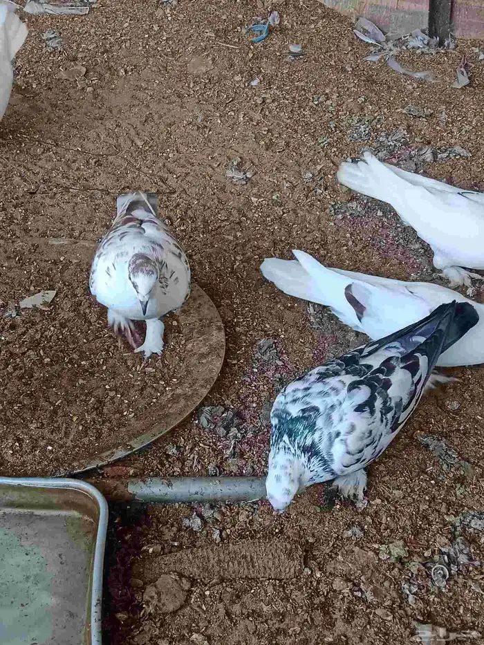 حمام ملبس للبيع 3