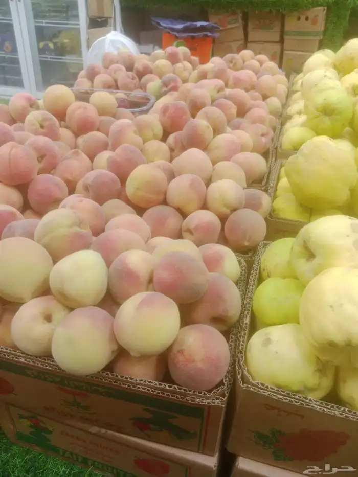 سيارات تبريد يوجد لدينا توصيل فواكه الطائف جده مكه الرياض 4