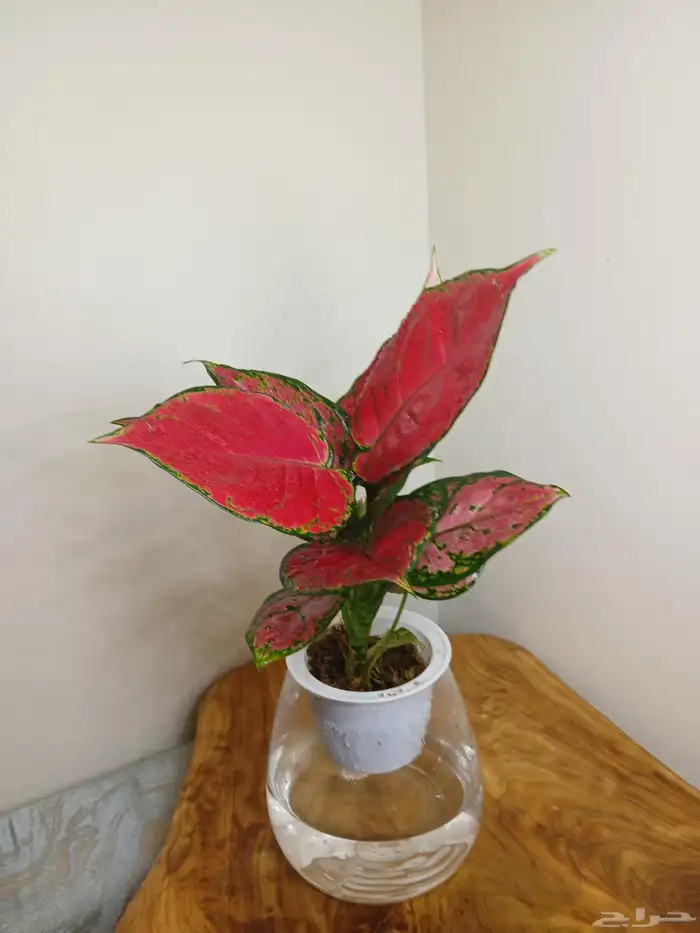 نبتات داخلية زينة طبعيه 10