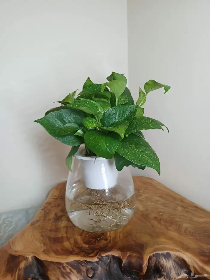 نبتات داخلية زينة طبعيه 6