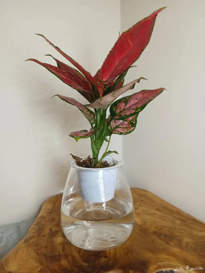 نبتات داخلية زينة طبعيه 11