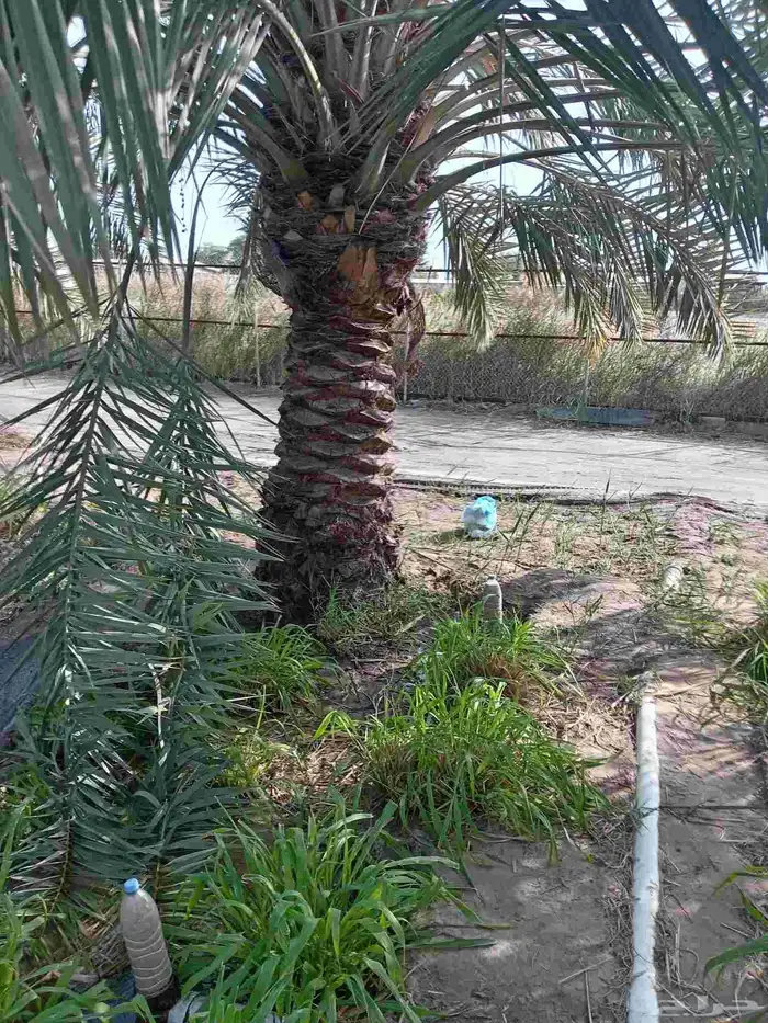 زراعة النخيل الوشنطن وزرعه العشب الطبيعي وزرعه الشجار وتسيك 6
