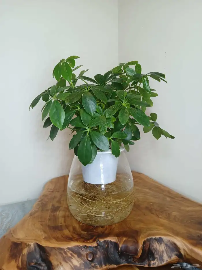 نبتات داخلية زينة طبعيه 5