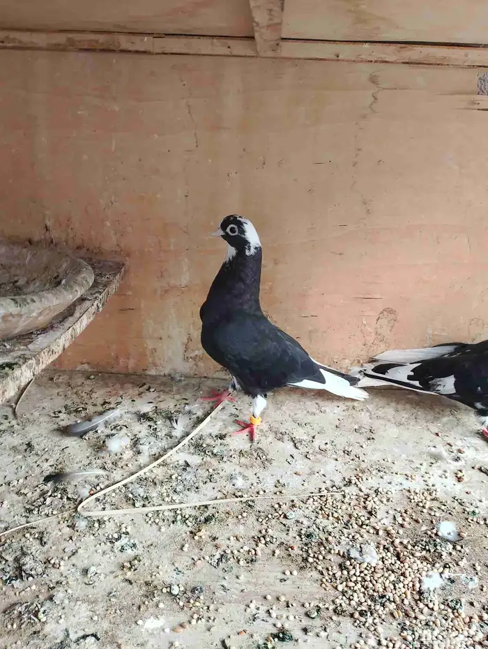 جوز قطيفي منتج للبيع الذكر اقطم كوري ولنثى درعه الحد 300 2