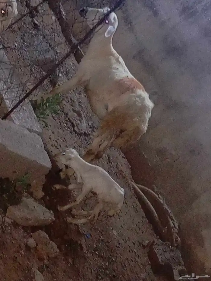 بسم الله مشاء الله نعجه منتوج معها رخل 0