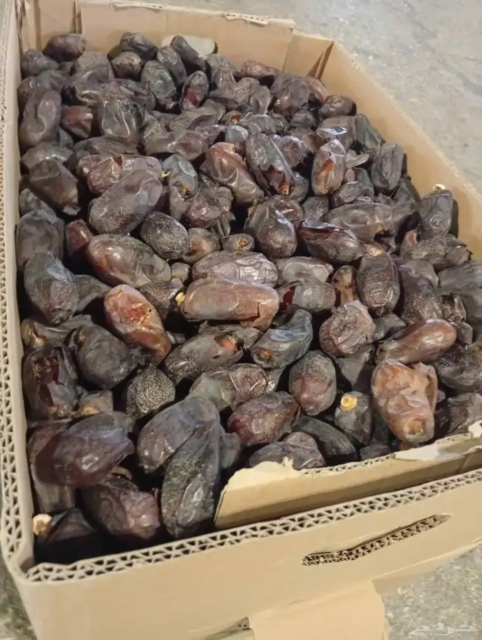 لبيع صقعي مجدول ونانه حلوه 1