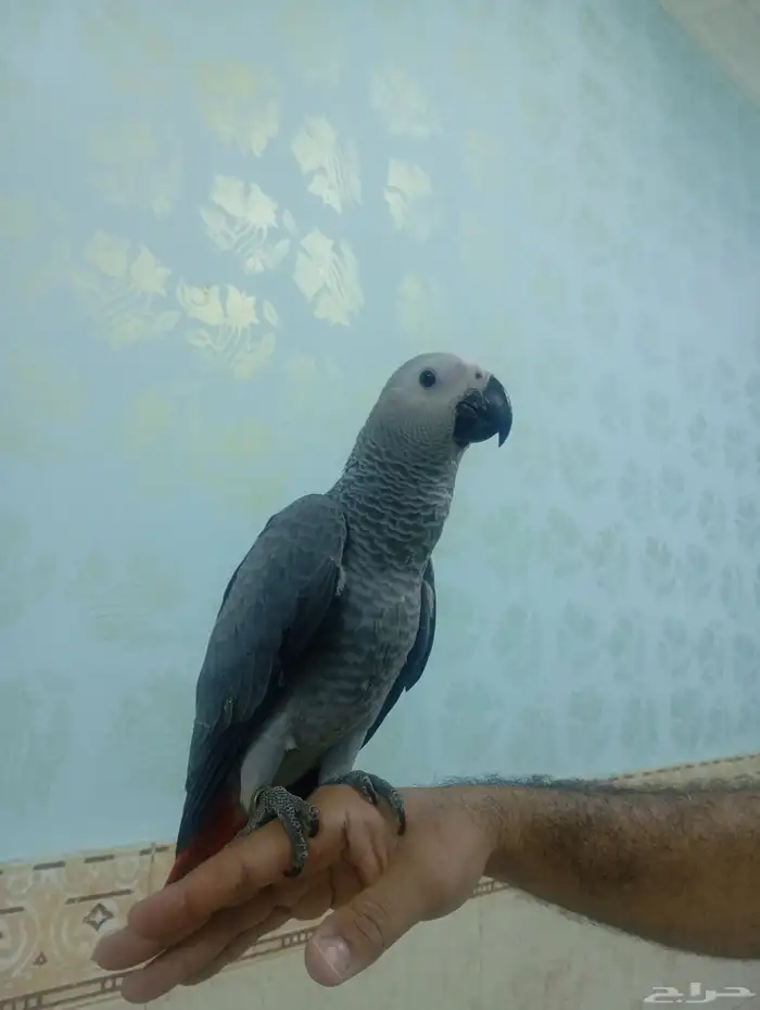 فروخ كاسكو اليفه 9