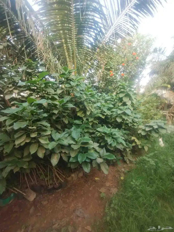 بيع شجرة كورديا جمله 15   فقط حبه 20 3
