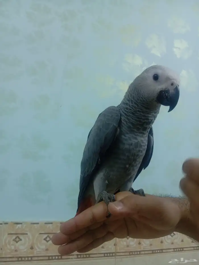 فروخ كاسكو اليفه 8