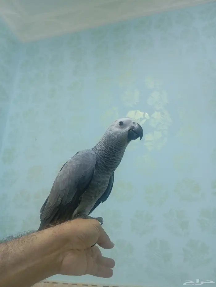 فروخ كاسكو اليفه 7