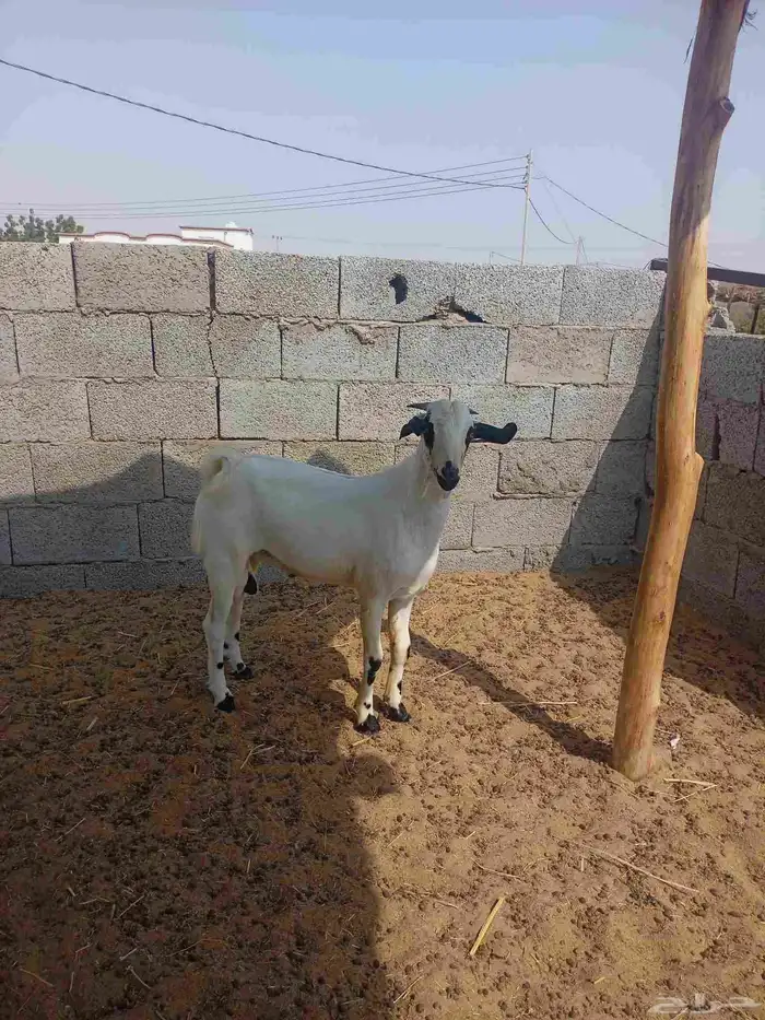 مشروع فحل بيشي عمره 4شهور ونص 1