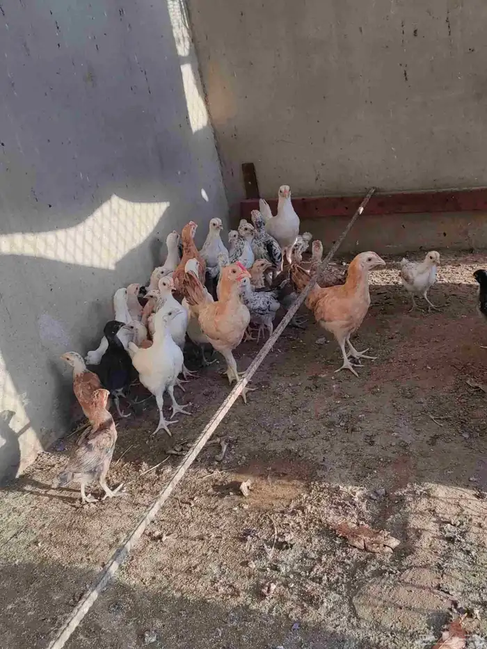 دجاج تركي 0