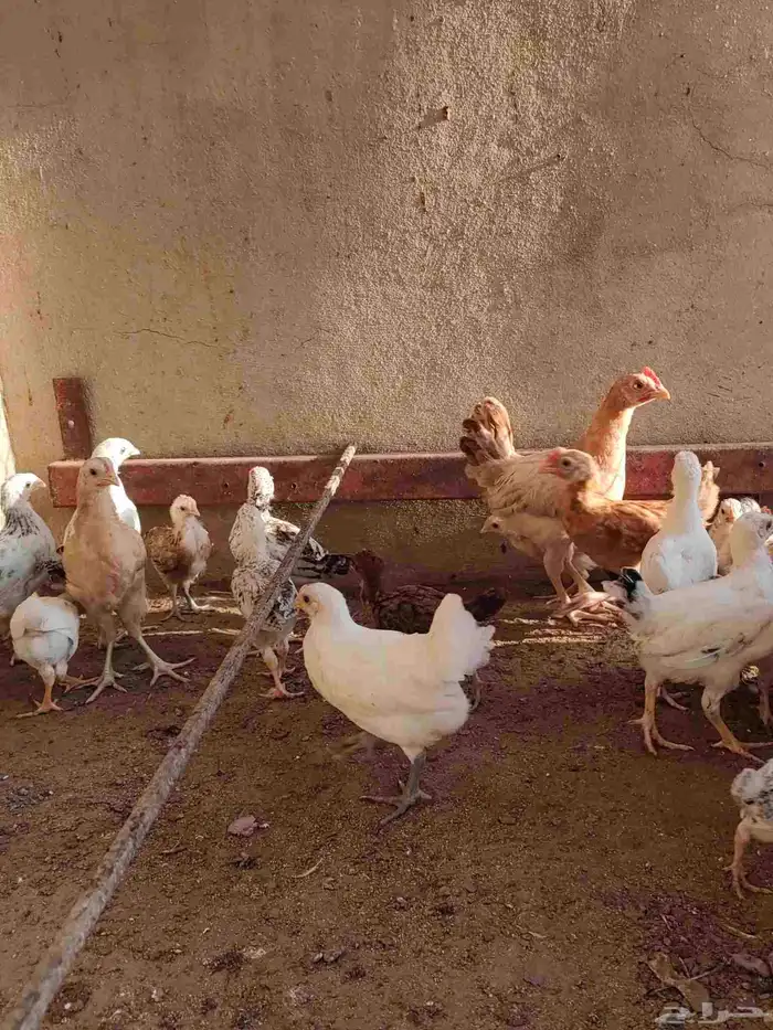 دجاج تركي 2