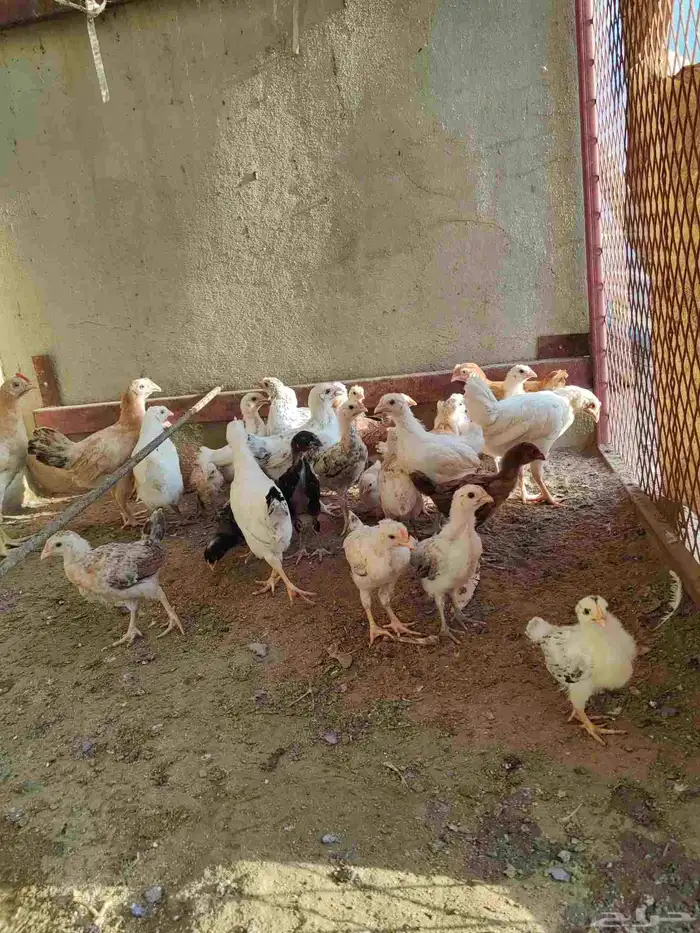 دجاج تركي 4