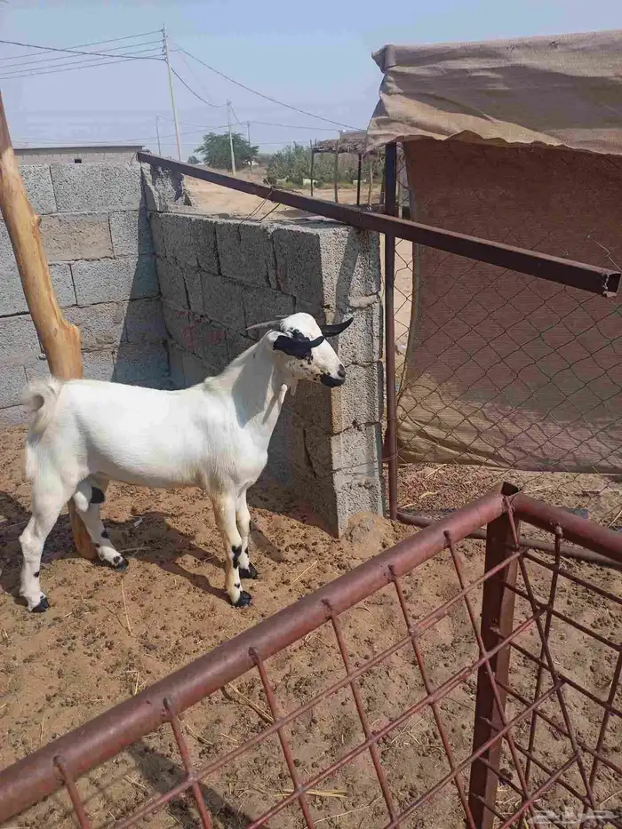 مشروع فحل بيشي عمره 4شهور ونص 0