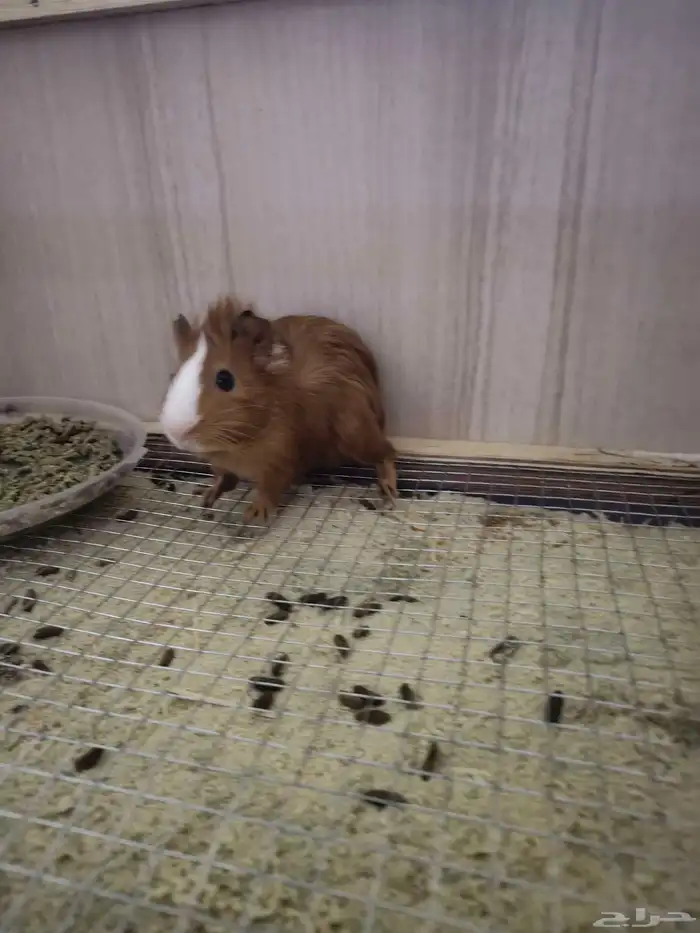 خنزير غينيا guinea pig وبر فرنسي ارنب فرنسي 0