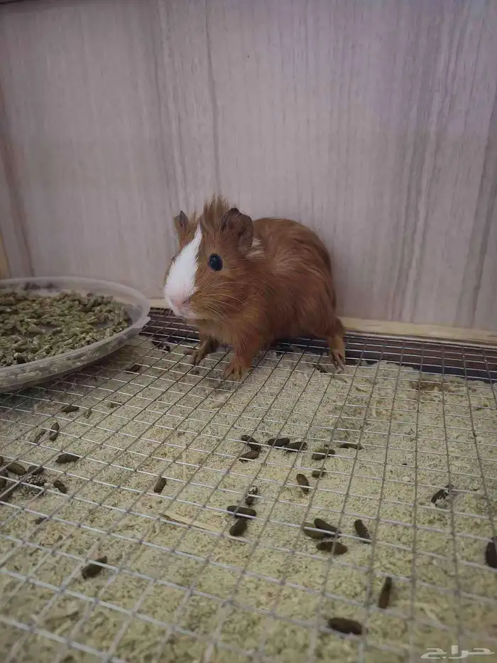 خنزير غينيا guinea pig وبر فرنسي ارنب فرنسي 1