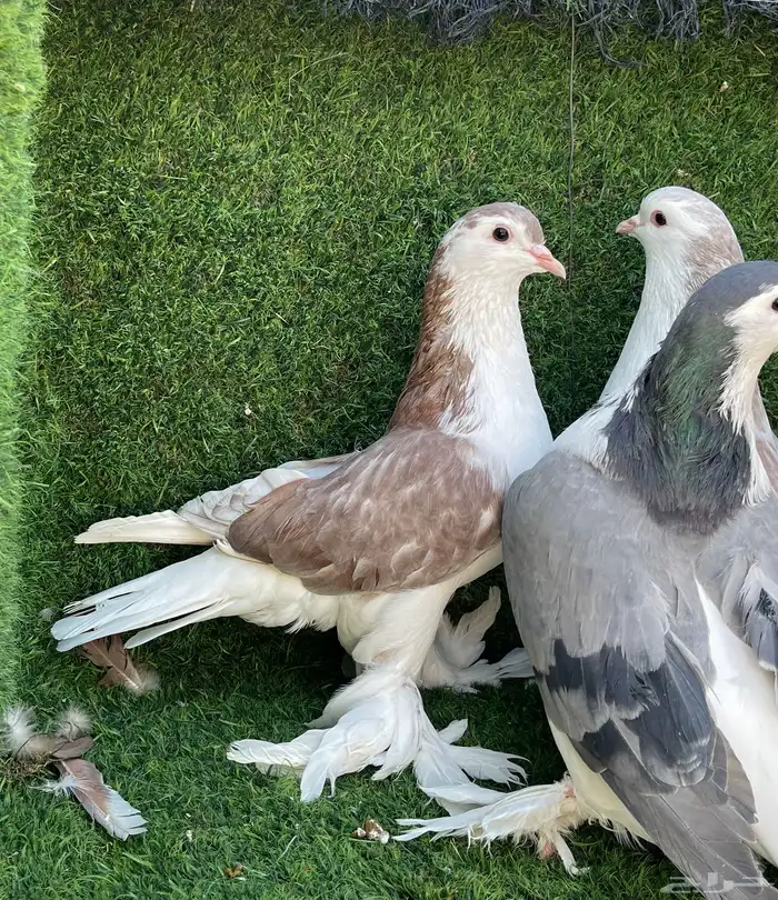 حمام شيرازي للبيع 3