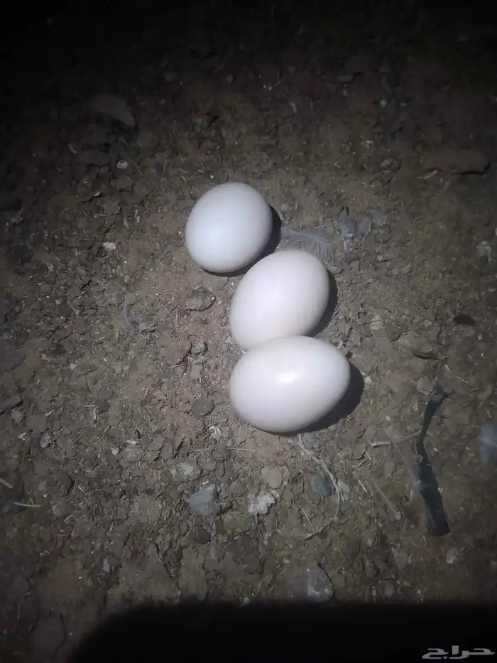 للبيع بيض مستورد باكستاني 2