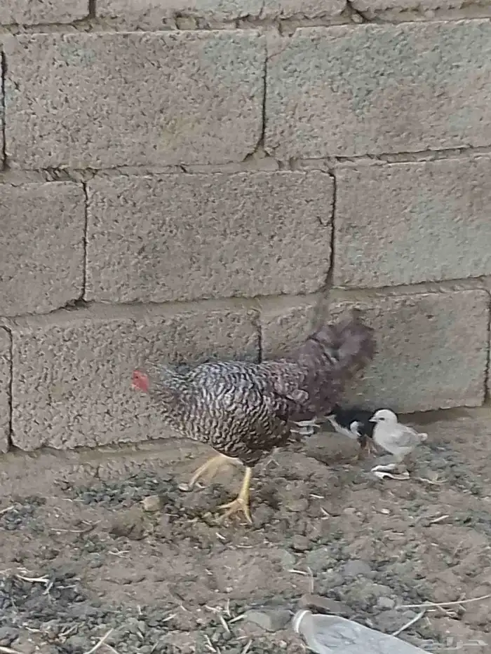 دجاجه واثنين صيصان للبيع 1