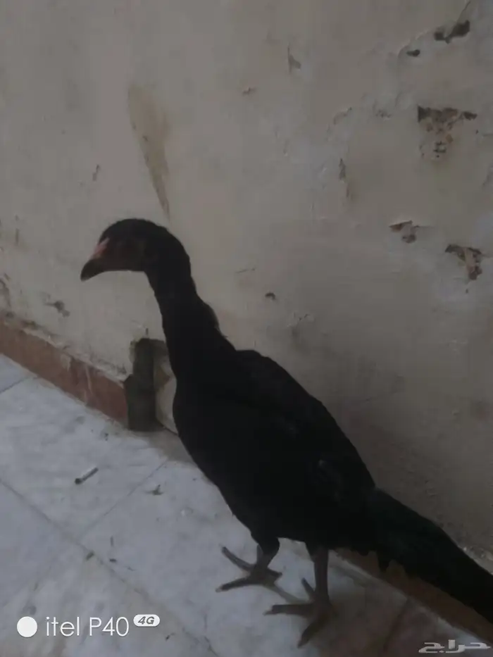 دجاجه سندي تايلندي 0