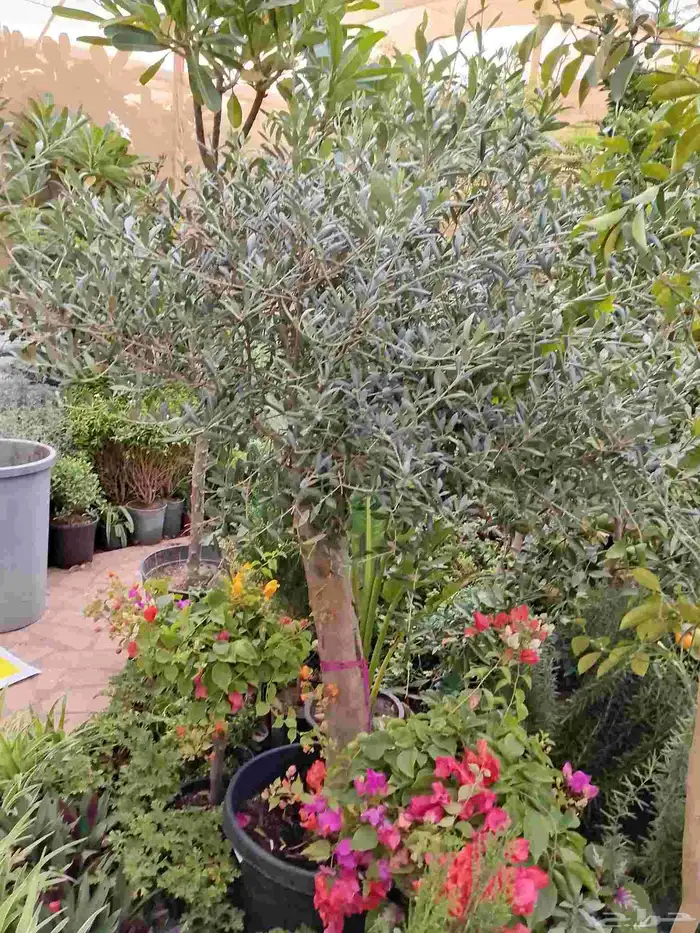 تنسيق حدائق وزراعه التيل وتركيب شبكة الري 6