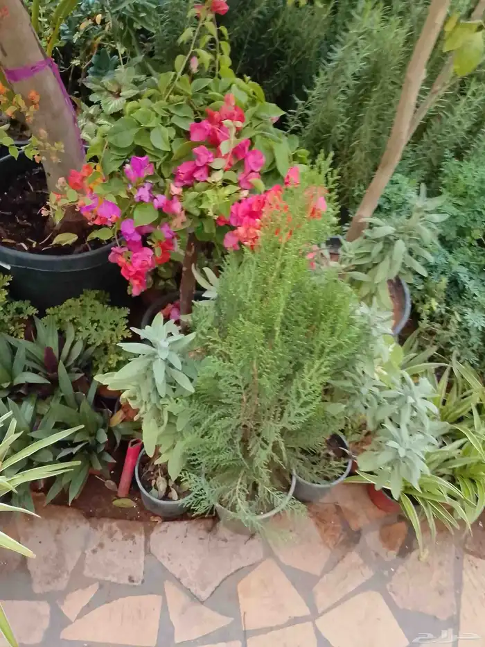 تنسيق حدائق وزراعه التيل وتركيب شبكة الري 4