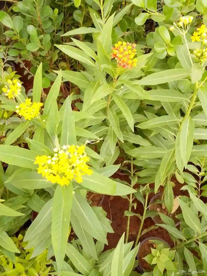 تنسيق حدائق وزراعه التيل وتركيب شبكة الري 2