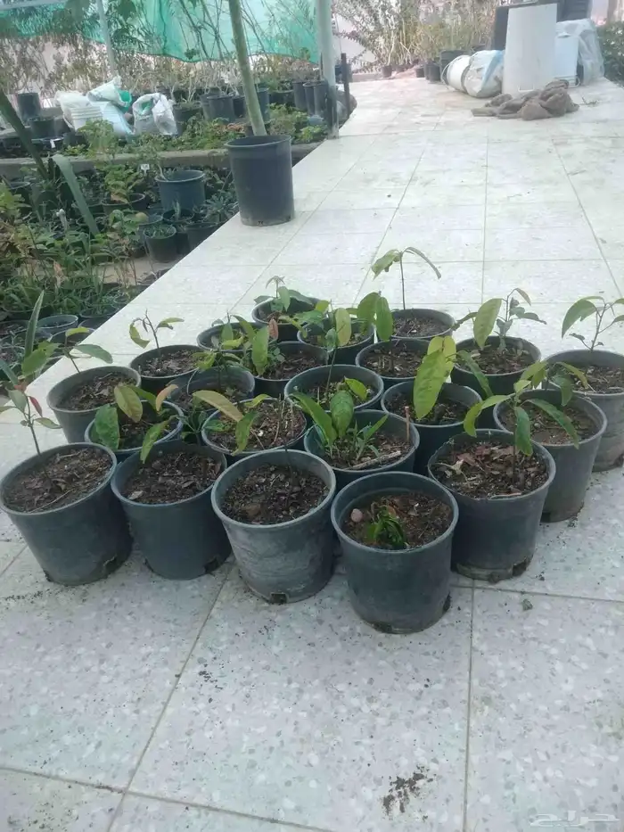 شتلات كستناء جنوب تايلند elateriospermum tapos blume 9