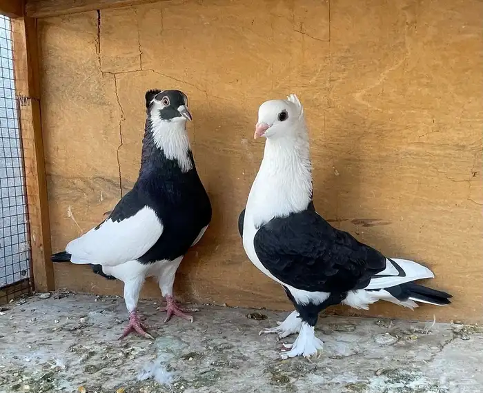 حمام زينة زوج 2