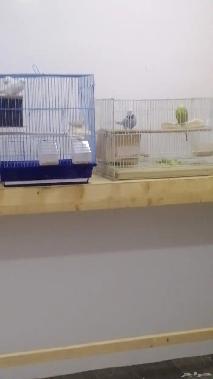 الشرقيه المبرز الحزم 0