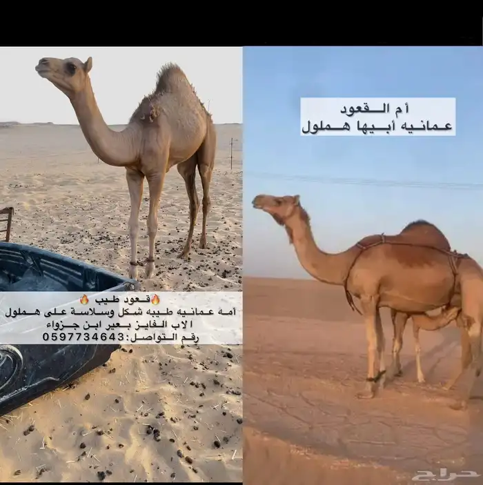 قعود على الفايز بعير ابن جزواء 0