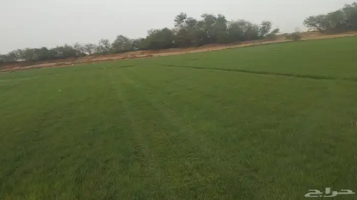 نجيل طبيعي 0