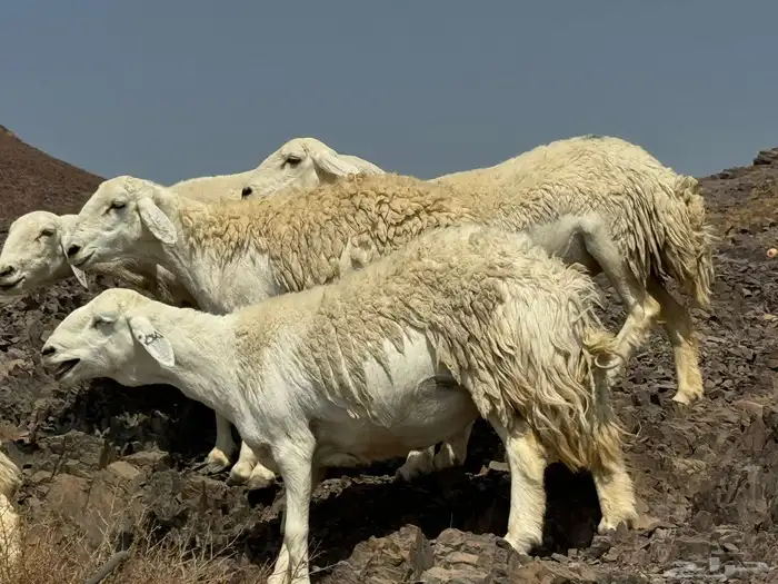 حرش المراح والصنف 2