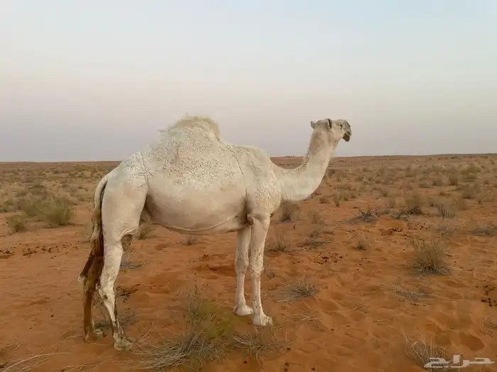 للبيع ناقه لقحه 1