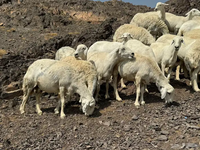 حرش المراح والصنف 4