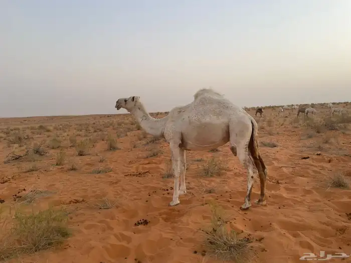 للبيع ناقه لقحه 0