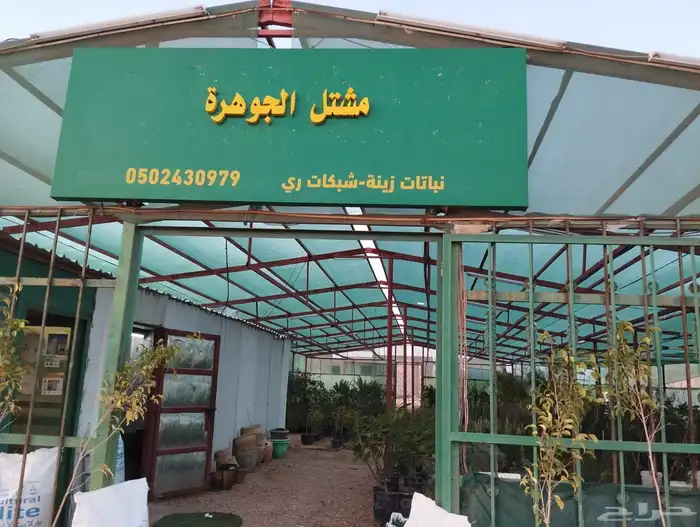 اشجار زيتون مثمرة متوفر جميع انواع والمقاسات 15