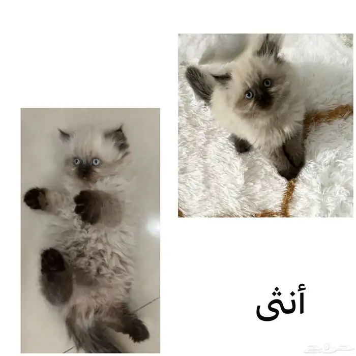 قطط هملايا للبيع 1