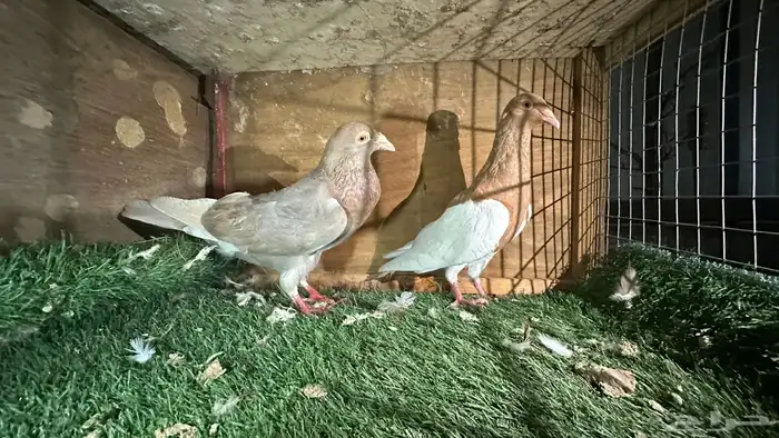للبيع انواع حمام ومنتجه 5