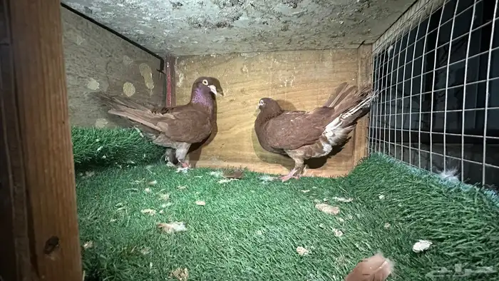 للبيع انواع حمام ومنتجه 3
