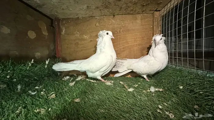 للبيع انواع حمام ومنتجه 6